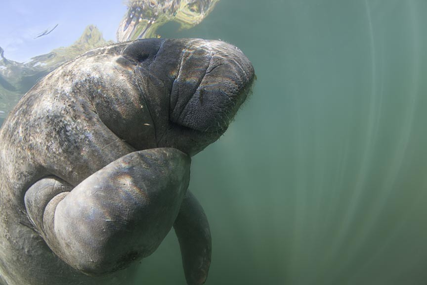 See St. Johns River Manatees from Your River Suite Balcony!