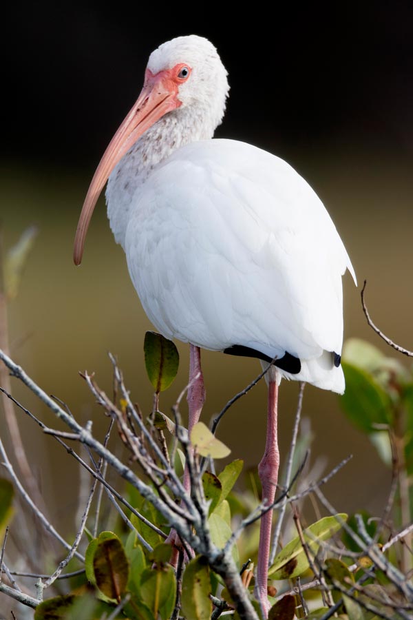 a White Ibis at Fort Mose