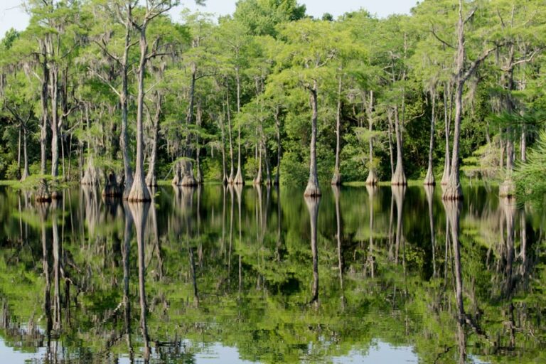 Okefenokee National Wildlife Refuge Suwannee Canal Recreation Area   OkefenokeeSwamp 768x512 