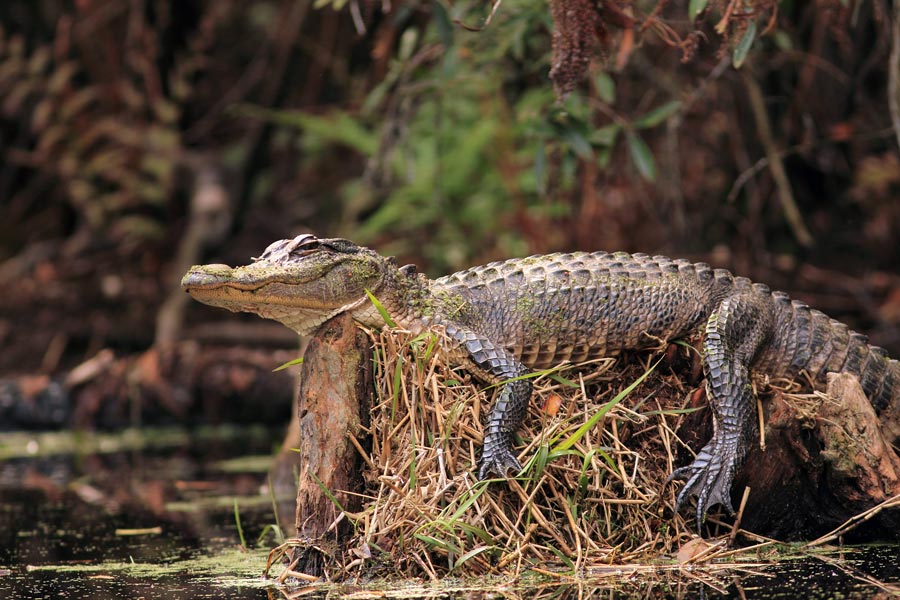 an alligator in Okefenokee National Wildlife Refuge