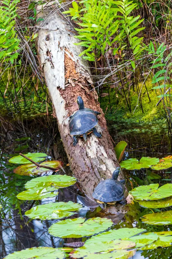 turtles in Okefenokee National Wildlife Refuge