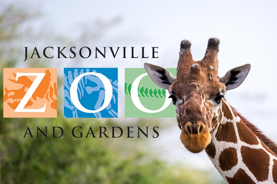 Jacksonville Zoo giraffe