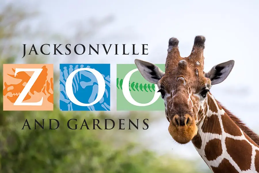Jacksonville Zoo giraffe