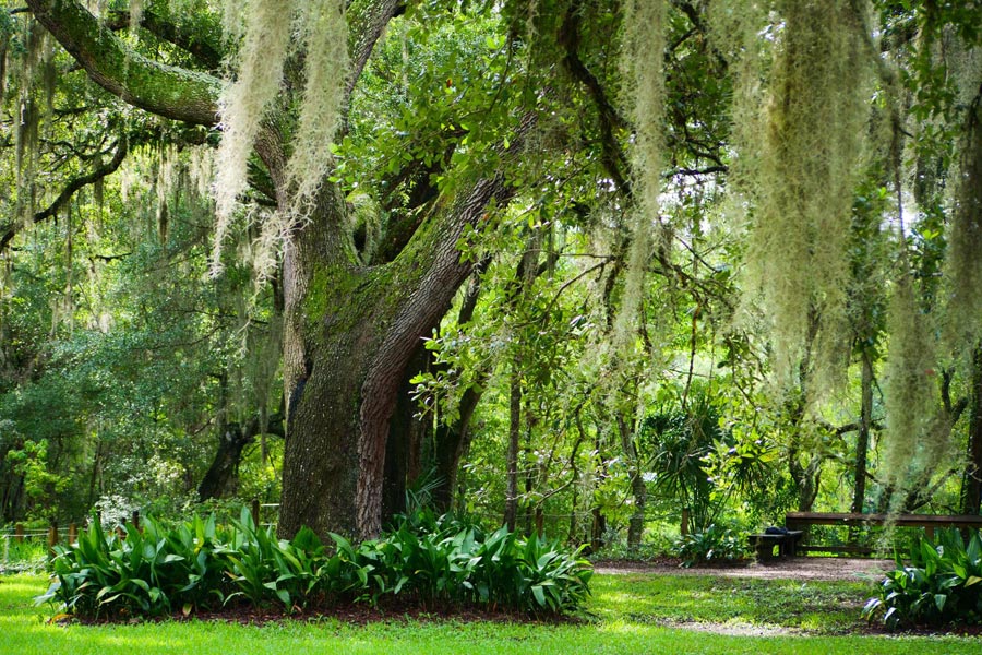 Jacksonville Arboretum
